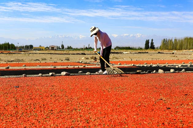 JIAYUGUAN, CHINA - JULY 12: A farmer seizes sunny weather to dry goji berries on July 12, 2026 in Jiayuguan, Gansu Province of China. The harvest season for goji berries has begun in the area located under the Qilian Mountains.  Copyright: xVCGx 111654164607