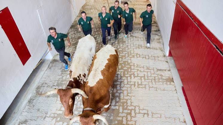Last running of the bulls of San Fermin 2026 with bulls from the Jandilla ranch in the section of the alley and entrance to the square, in Pamplona on July 14, 2026. Ultimo encierro de San Fermin 2026 con toros de la ganaderia de Jandilla en el tramo del callejon y entrada a la plaza, en Pamplona a 14 de julio de 2026. Inigo Alzugaray Cordon Press Cordon Press  InigoxAlzugaray @ialzu
