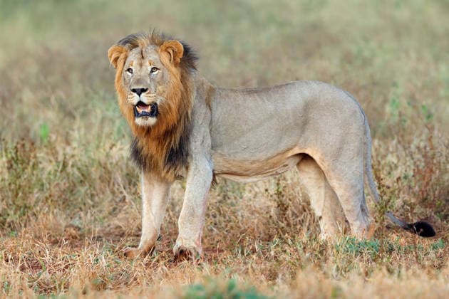 Creative Highlights World Männlicher afrikanischer Löwe in seinem natürlichen Lebensraum ? Südafrika An alert big male African lion (Panthera leo) standing in natural habitat, South Africa (License=RF) Copyright: xZoonar.com NicoxSmitx 25328961