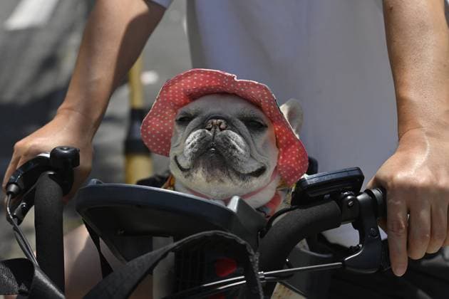 News Themen der Woche KW29 Extreme heat grips Tokyo as temperatures rise across eastern Japan TOKYO, JAPAN - JULY 14 : A dog wearing a sun hat sits in the front basket of a bicycle during hot weather in Tokyo, Japan, July 14, 2026. Temperatures in central Tokyo were forecast to reach 34 degrees Celsius as a heat wave spread across eastern Japan. David Mareuil Anadolu Tokyo Japan. Editorial use only. Please get in touch for any other usage.  Copyright: x2026xAnadoluxDavidxMareuilx