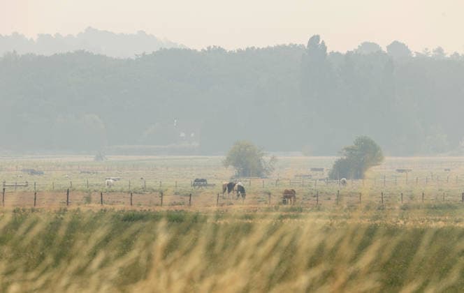 (260714) -- SEINE-ET-MARNE, July 14, 2026 -- This photo taken on July 14, 2026 shows livestock and trees shrouded in smoke from a wildfire in Seine-et-Marne, France. French police have detained 59 people across the country in connection with wildfires, including two suspects linked to the blaze in the Fontainebleau forest in Seine-et-Marne department, southeast of Paris, French Interior Minister Laurent Nunez said on Monday. The wildfire in the Fontainebleau forest broke out on Sunday evening and continued to spread on Monday. ) FRANCE-SEINE-ET-MARNE-FONTAINEBLEAU-WILDFIRE WuxHuiwo 