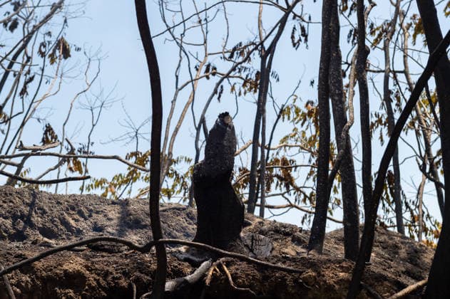 Fire breaks out on Solfatara volcano in Pozzuoli POZZUOLI, ITALY - JULY 14: The aftermath of a wildfire is seen in the Pisciarelli area on the outer edge of the Solfatara volcanic crater in the Campi Flegrei (Phlegraean Fields) volcanic region near Naples, Italy, on July 14, 2026. The fire, which broke out on July 13, burned vegetation across the area as firefighters continued assessment and recovery operations. Eliano Imperato Anadolu Naples Italy. Editorial use only. Please get in touch for any other usage.  Copyright: x2026xAnadoluxElianoxImperatox