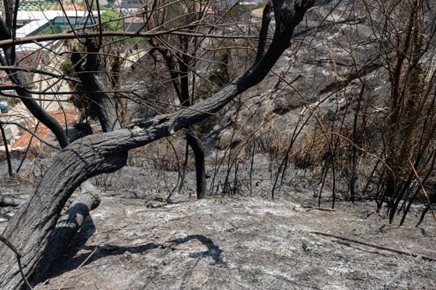Fire breaks out on Solfatara volcano in Pozzuoli POZZUOLI, ITALY - JULY 14: The aftermath of a wildfire is seen in the Pisciarelli area on the outer edge of the Solfatara volcanic crater in the Campi Flegrei (Phlegraean Fields) volcanic region near Naples, Italy, on July 14, 2026. The fire, which broke out on July 13, burned vegetation across the area as firefighters continued assessment and recovery operations. Eliano Imperato Anadolu Naples Italy. Editorial use only. Please get in touch for any other usage.  Copyright: x2026xAnadoluxElianoxImperatox