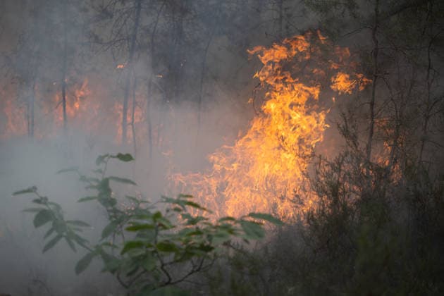 Firefighters operate during a fire in the Fontainebleau Forest - Noisy-sur-Ecole View of fire and burning ashes during a fire in the Fontainebleau Forest, in Noisy-sur-Ecole, in the Paris Ile-de-France region on July 14, 2026. Photo by Raphael Lafargue ABACAPRESS.COM Noisy-sur-Ecole France  Copyright: xLafarguexRaphael ABACAx