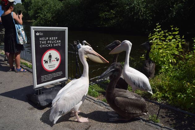 July 14, 2026, London, England, United Kingdom: Resident pelicans and their chicks stand next to a sign asking people to help keep the chicks safe in St James s Park. Six great white pelicans live in the park and this is the first time that they have successfully had babies. Four young pelicans hatched several weeks ago and have already grown to adult size, and they are now venturing outside the secluded nesting area. London United Kingdom  - ZUMAv130 20260714_zip_v130_049 Copyright: xVukxValcicx