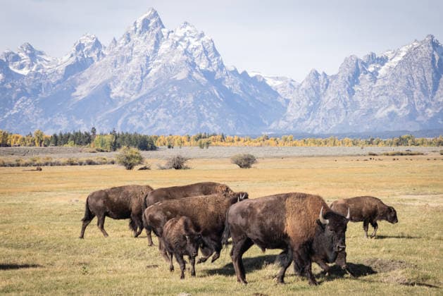 Creative Highlights World Herd of American Bison Grazing on Mountain Meadow with Snowy Pea Jackson, Wyoming, United States CR_NCJL260712A-2076498-01 ,model released, Symbolfoto ,property released