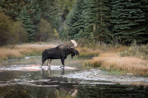 Creative Highlights World Bull Moose Wading Through Marsh Near Conifer Forest at Dusk Jackson, Wyoming, United States CR_NCJL260712A-2076533-01 ,model released, Symbolfoto ,property released