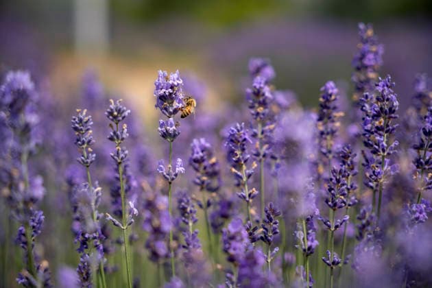 Kashmir s Lavender Fields Flourish as Agri-Tourism Destination in India - 14 Jul 2026 Blooming lavender fields at Sirhama village in South Kashmir s Anantnag district have emerged as one of the Valley s newest agri-tourism attractions. Developed under the CSIR-IIIM Aroma Mission, the fields draw visitors during the summer flowering season while supporting the cultivation of lavender for essential oil production, generating new livelihood opportunities for local farmers. Bijhbehara India Copyright: xIdreesxAbbasx xSOPAxImagesx IdreesAbbas_14July2026__23