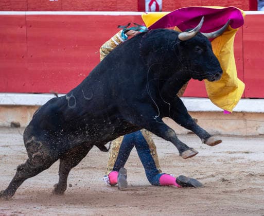 Thomas Rufo performs with a Jandilla fighting bulls during the final bullfight in the Fiesta de San Fermin and Feria del Toro 2026 in Pamplona, northern Spain, on July 14, 2026. Rufo cut four ears on his two bulls and was carried out from the bullring on shoulders. The renowned festival ends at midnight today.  PAM20260714151 JimxHollander