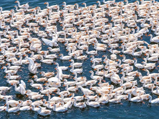 WUHU, CHINA - JULY 14: A flock of geese swim in a pond on July 14, 2026 in Yixing Village, Wuhu City, Anhui Province of China. Local farmers have adopted ecological breeding methods to increase income.  Copyright: xVCGx 111654211688