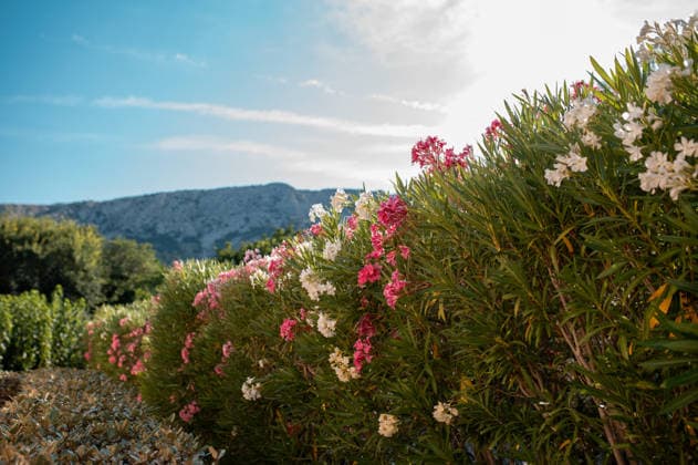 Vibrant pink and white oleander flowers blooming along a lush green Krk, Primorje-Gorski Kotar County, Croatia R_JUCE260712-2077081-01 ,model released, Symbolfoto ,property released