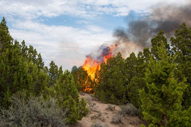 July 14, 2026, Vernon, Utah, USA: Flames and a thick column of smoke erupt from a stand of juniper trees near Vernon, Utah, on Tuesday, July 14, 2026. Extreme fire behavior and erratic winds continue to challenge suppression efforts on the active Stookey wildfire in Tooele County. Vernon USA  - ZUMAm292 20260714_znp_m292_022 Copyright: xCharlesxMcClintockxWilsonx