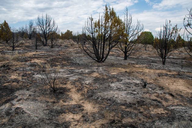 July 14, 2026, Vernon, Utah, USA: Charred juniper trees and ash cover the landscape near Vernon, Utah, on Tuesday, July 14, 2026. The active Stookey wildfire has scorched thousands of acres of rugged terrain across Tooele County since breaking out on Friday. Vernon USA  - ZUMAm292 20260714_znp_m292_030 Copyright: xCharlesxMcClintockxWilsonx