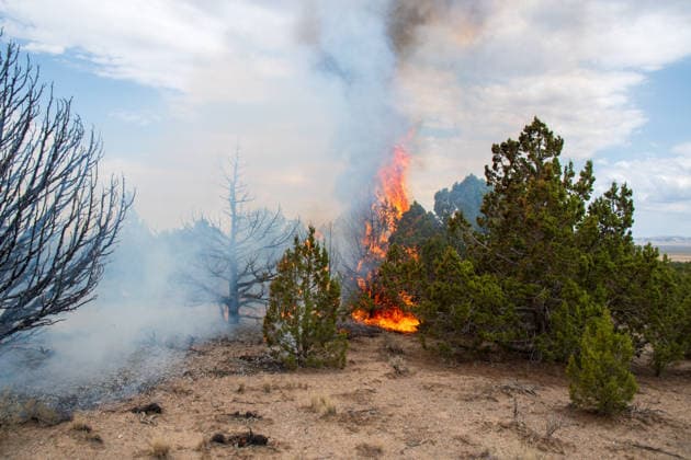July 14, 2026, Vernon, Utah, USA: Flames and a thick column of smoke erupt from a stand of juniper trees near Vernon, Utah, on Tuesday, July 14, 2026. Extreme fire behavior and erratic winds continue to challenge suppression efforts on the active Stookey wildfire in Tooele County. Vernon USA - ZUMAm292 20260714_znp_m292_023 Copyright: xCharlesxMcClintockxWilsonx