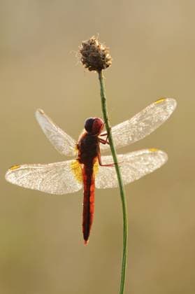 Creative Highlights World Feuerlibelle (Crocothemis erythraea), Männchen im Gegenlicht, Nordrhein-Westfalen, Deutschland Red-eyed damselfly (Crocothemis erythraea), male backlit, North Rhine-Westphalia, Germany Copyright: imageBROKER ChristianxHütter iblcht18313692.jpg