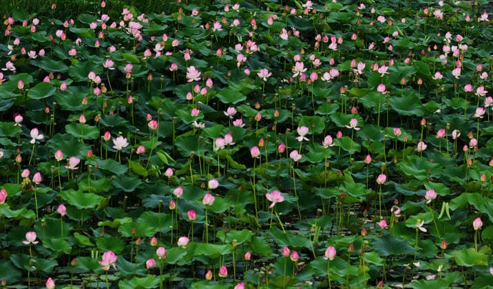 HARBIN, CHINA - JULY 14: Lotus flowers bloom in a pond near the Harbin Grand Theatre on July 14, 2026 in Harbin, Heilongjiang Province of China. Citizens visit the site to view the blooming flowers.  Copyright: xVCGx 111654417200
