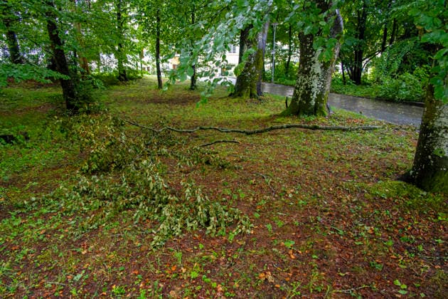 15.07.2026, Bad Wörishofen, Unterallgäu, Schäden nach dem heftigen Gewittersturm mit Hagel am vergangenen Abend über der Stadt Bad Wörishofen im Unterallgäu (Bayern). Abgebrochene Äste liegen auf dem Boden, hier im Kurpark 15.07.2026, Gewitter 15.07.2026, Gewitter *** July 15, 2026, Bad Wörishofen, Unterallgäu, Damage following the violent thunderstorm with hail last evening over the town of Bad Wörishofen in Unterallgäu, Bavaria. Broken branches lie on the ground, here in the spa park July 15, 2026, Thunderstorm July 15, 2026, Thunderstorm