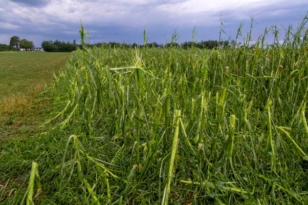15.07.2026, Bad Wörishofen, Unterallgäu, Schäden nach dem heftigen Gewittersturm mit Hagel am vergangenen Abend über der Stadt Bad Wörishofen im Unterallgäu (Bayern). Maisfelder wurden vom Sturm rasiert und die Pflanzen schwer beschädigt. 15.07.2026, Gewitter 15.07.2026, Gewitter *** July 15, 2026, Bad Wörishofen, Unterallgäu, Damage following the violent thunderstorm with hail that struck the town of Bad Wörishofen in the Unterallgäu region of Bavaria last evening. Cornfields were flattened by the storm and the crops were severely damaged July 15, 2026, Thunderstorm July 15, 2026, Thunderstorm