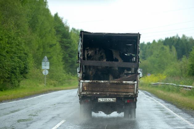 RUSSIA, SVERDLOVSK REGION - JULY 15, 2026: A truck evacuates cattle from the flood-hit village of Zaikovo, southwest of Irbit. Donat Sorokin TASS  95063753