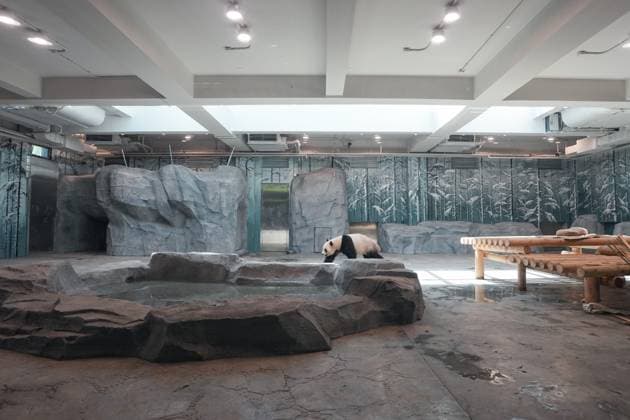(260715) -- BEIJING, July 15, 2026 -- Giant panda Ji Nian is pictured at an indoor exhibition hall of a new giant panda facility at the Beijing Zoo in Beijing, capital of China, July 15, 2026. A new giant panda facility at Beijing Zoo was put into use on Wednesday. Covering an area of 13,000 square meters, the facility features four indoor exhibition halls, five animal enclosures and five outdoor activity areas, providing a more comfortable habitat for the giant pandas. The zoo is currently home to 10 giant pandas, with half of them having moved into the new facility. ) CHINA-BEIJING-ZOO-NEW GIANT PANDA FACILITY-OPEN (CN) JuxHuanzong 