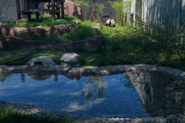 (260715) -- BEIJING, July 15, 2026 -- Giant panda Fu Jiang is pictured at an outdoor activity area of a new giant panda facility at the Beijing Zoo in Beijing, capital of China, July 15, 2026. A new giant panda facility at Beijing Zoo was put into use on Wednesday. Covering an area of 13,000 square meters, the facility features four indoor exhibition halls, five animal enclosures and five outdoor activity areas, providing a more comfortable habitat for the giant pandas. The zoo is currently home to 10 giant pandas, with half of them having moved into the new facility. ) CHINA-BEIJING-ZOO-NEW GIANT PANDA FACILITY-OPEN (CN) JuxHuanzong 