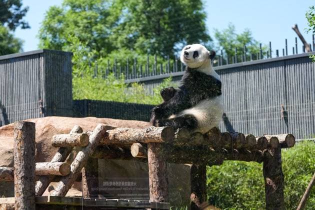 (260715) -- BEIJING, July 15, 2026 -- Giant panda Bai Tian is pictured at an outdoor activity area of a new giant panda facility at the Beijing Zoo in Beijing, capital of China, July 15, 2026. A new giant panda facility at Beijing Zoo was put into use on Wednesday. Covering an area of 13,000 square meters, the facility features four indoor exhibition halls, five animal enclosures and five outdoor activity areas, providing a more comfortable habitat for the giant pandas. The zoo is currently home to 10 giant pandas, with half of them having moved into the new facility. ) CHINA-BEIJING-ZOO-NEW GIANT PANDA FACILITY-OPEN (CN) JuxHuanzong 