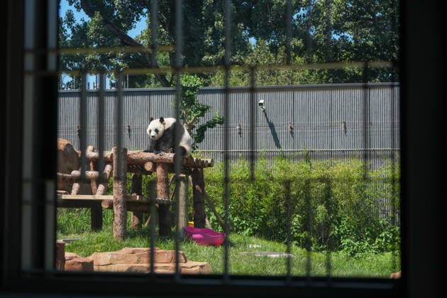 (260715) -- BEIJING, July 15, 2026 -- Giant panda Bai Tian is pictured at an outdoor activity area of a new giant panda facility at the Beijing Zoo in Beijing, capital of China, July 15, 2026. A new giant panda facility at Beijing Zoo was put into use on Wednesday. Covering an area of 13,000 square meters, the facility features four indoor exhibition halls, five animal enclosures and five outdoor activity areas, providing a more comfortable habitat for the giant pandas. The zoo is currently home to 10 giant pandas, with half of them having moved into the new facility. ) CHINA-BEIJING-ZOO-NEW GIANT PANDA FACILITY-OPEN (CN) JuxHuanzong 