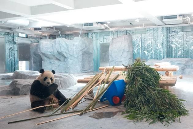(260715) -- BEIJING, July 15, 2026 -- Giant panda Ji Nian eats bamboo at an indoor exhibition hall of a new giant panda facility at the Beijing Zoo in Beijing, capital of China, July 15, 2026. A new giant panda facility at Beijing Zoo was put into use on Wednesday. Covering an area of 13,000 square meters, the facility features four indoor exhibition halls, five animal enclosures and five outdoor activity areas, providing a more comfortable habitat for the giant pandas. The zoo is currently home to 10 giant pandas, with half of them having moved into the new facility. ) CHINA-BEIJING-ZOO-NEW GIANT PANDA FACILITY-OPEN (CN) JuxHuanzong 