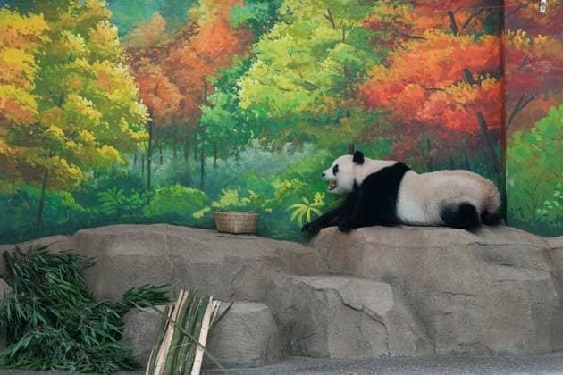 (260715) -- BEIJING, July 15, 2026 -- Giant panda Bai Tian is pictured at an indoor exhibition hall of a new giant panda facility at the Beijing Zoo in Beijing, capital of China, July 15, 2026. A new giant panda facility at Beijing Zoo was put into use on Wednesday. Covering an area of 13,000 square meters, the facility features four indoor exhibition halls, five animal enclosures and five outdoor activity areas, providing a more comfortable habitat for the giant pandas. The zoo is currently home to 10 giant pandas, with half of them having moved into the new facility. ) CHINA-BEIJING-ZOO-NEW GIANT PANDA FACILITY-OPEN (CN) JuxHuanzong 