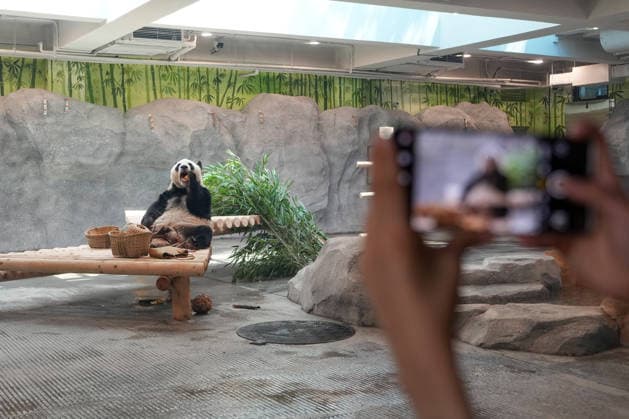(260715) -- BEIJING, July 15, 2026 -- Giant panda Meng Lan eats bamboo at an indoor exhibition hall of a new giant panda facility at the Beijing Zoo in Beijing, capital of China, July 15, 2026. A new giant panda facility at Beijing Zoo was put into use on Wednesday. Covering an area of 13,000 square meters, the facility features four indoor exhibition halls, five animal enclosures and five outdoor activity areas, providing a more comfortable habitat for the giant pandas. The zoo is currently home to 10 giant pandas, with half of them having moved into the new facility. ) CHINA-BEIJING-ZOO-NEW GIANT PANDA FACILITY-OPEN (CN) JuxHuanzong 