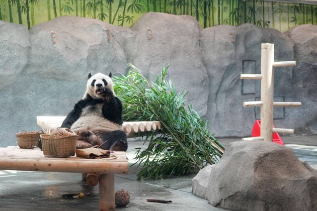 (260715) -- BEIJING, July 15, 2026 -- Giant panda Meng Lan eats bamboo at an indoor exhibition hall of a new giant panda facility at the Beijing Zoo in Beijing, capital of China, July 15, 2026. A new giant panda facility at Beijing Zoo was put into use on Wednesday. Covering an area of 13,000 square meters, the facility features four indoor exhibition halls, five animal enclosures and five outdoor activity areas, providing a more comfortable habitat for the giant pandas. The zoo is currently home to 10 giant pandas, with half of them having moved into the new facility. ) CHINA-BEIJING-ZOO-NEW GIANT PANDA FACILITY-OPEN (CN) JuxHuanzong 