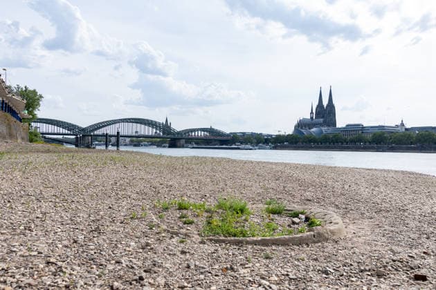 Niedrigwasser am Rhein in Köln - Begrünung des freiliegenden Flussbetts Freiliegendes Flussbett am Deutzer Rheinufer in Köln bei einem Pegelstand von 100 cm. Das Niedrigwasser hält so lange an, dass sich auf den freigelegten Kiesbänken bereits erste Pflanzen ansiedeln. Im Hintergrund die Hohenzollernbrücke und der Kölner Dom. Köln Nordrhein-Westfalen Deutschland *** Low Water Levels on the Rhine in Cologne: Vegetation on the Exposed Riverbed Exposed riverbed on the Deutz side of the Rhine in Cologne at a water level of 100 cm The low water levels have persisted long enough that the first plants are already taking root on the exposed gravel banks. In the background are the Hohenzollern Bridge and Cologne Cathedral. Cologne, North Rh Copyright: xMarcxJohnx