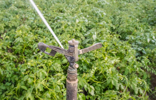 Full circle impact sprinkler at work over green field Badajoz, Extremadura, Spain R_JUAU260713A-2073916-01 ,model released, Symbolfoto ,property released