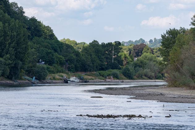 Niedrigwasser am Rhein bei Rolandseck Niedrigwasser am Rhein bei Rolandseck an der Rheininsel Nonnenwerth. Bei einem Pegelstand von 24 cm am Pegel Oberwinter haben anlegende Schiffe bereits Grundberührung. Remagen Rheinland-Pfalz Deutschland *** Low Water Levels on the Rhine at Rolandseck Low Water Levels on the Rhine at Rolandseck on the Rhine Island of Nonnenwerth With the water level at the Oberwinter gauge at 24 cm, ships docking there are already running aground Remagen Rhineland-Palatinate Germany Copyright: xMarcxJohnx