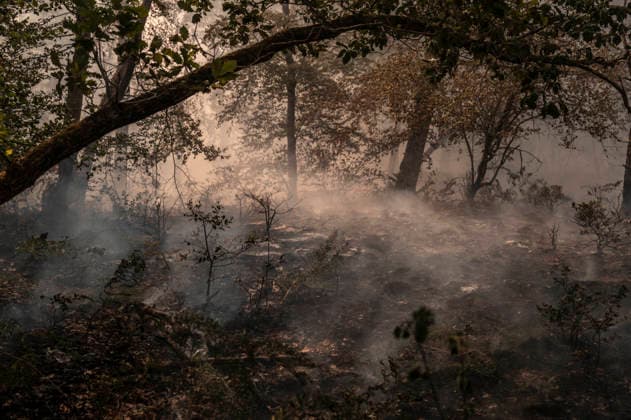 Fire in The Fontainebleau Forest - France Illustration Fire during a fire in the Fontainebleau Forest near Paris on July 15, 2026. Photo by Eliot Blondet ABACAPRESS.COM Fontainebleau France France  Copyright: xBlondetxEliot ABACAx