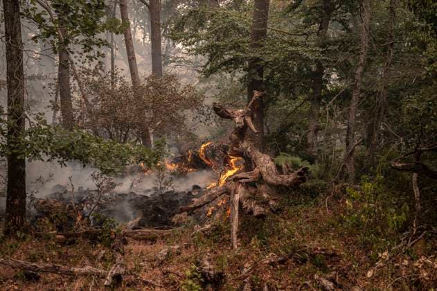 Fire in The Fontainebleau Forest - France Illustration Fire during a fire in the Fontainebleau Forest near Paris on July 15, 2026. Photo by Eliot Blondet ABACAPRESS.COM Fontainebleau France France  Copyright: xBlondetxEliot ABACAx