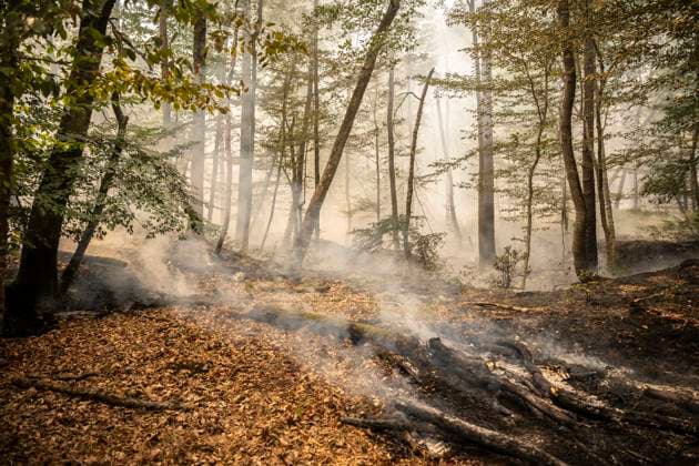 Fire in The Fontainebleau Forest - France Illustration Fire during a fire in the Fontainebleau Forest near Paris on July 15, 2026. Photo by Eliot Blondet ABACAPRESS.COM Fontainebleau France France  Copyright: xBlondetxEliot ABACAx