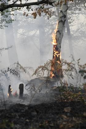 Massive wildfire spreads through Fontainebleau Forest near Paris FONTAINEBLEAU, FRANCE - JULY 15: An exceptionally large wildfire is spreading across the Fontainebleau Forest, south of Paris, France, on July 15, 2026. Fueled by an intense heat wave, prolonged drought conditions and strong winds, the blaze is rapidly advancing through the woodland, destroying hundreds of hectares of vegetation. Firefighting teams continue efforts to contain the fire and prevent further damage. Dragan Lekic Anadolu Paris France. Editorial use only. Please get in touch for any other usage.  Copyright: x2026xAnadoluxDraganxLekicx