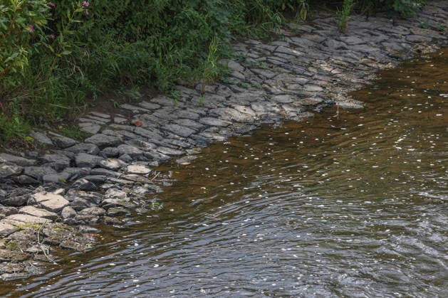 Sommer im Siegerland. Der Fluss Sieg wie hier bei Niederschelden fuehrt (führt) zur Zeit relativ wenig Wasser. Die Bezirksregierung Arnsberg untersagt daher die Wasserentnahme im Regierungsbezirk u.a. aus der Sieg aufgrund anhaltender Trockenheit. Sommer im Siegerland am 16.07.2026 in Siegen Deutschland. *** Summer in the Siegerland: The Sieg River, as seen here near Niederschelden, is currently carrying relatively little water. The Arnsberg District Government has therefore banned water withdrawal in the district—including from the Sieg—due to the ongoing drought. Summer in the Siegerland on July 16, 2026, in Siegen, Germany