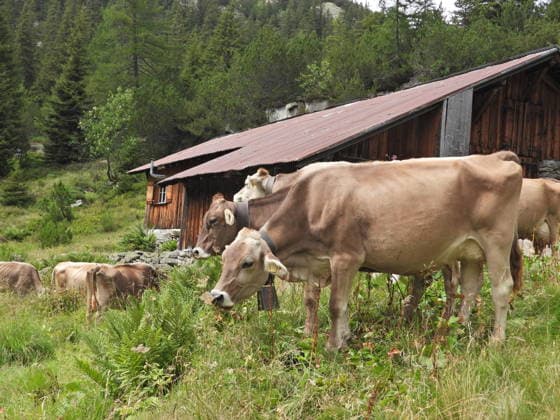 16.07.2026 Landwirtschaft, Hitze und Wasserknappheit stellt die Kuhaltung vor Probleme. Bild ,nur Schnittgut .kein Gras fuer die Kuehe nur Gestruepp.Alp im Kanton Uri. *** July 16, 2026: Agriculture, Heat, and Water Shortages Pose Challenges for Cattle Farming. Photo: Only cut vegetation, no grass for the cows—just brush on an alp in the canton of Uri. 