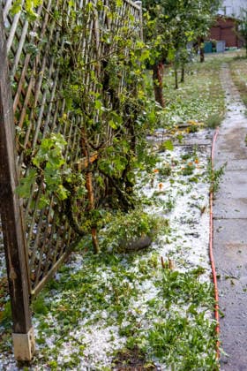 Unwetter in Neckartenzlingen, Ein schweres Unwetter mit heftigem Hagel ist über Neckartenzlingen in Baden-Württemberg hinweggezogen. Innerhalb kurzer Zeit verwandelten dicke Hagelmassen Straßen, Wiesen und Gärten in eine nahezu vollständig weiße Landschaft. Gleichzeitig sorgten starke Sturmböen für umgestürzte Bäume und Behinderungen im Straßenverkehr. Einsatzkräfte waren im Einsatz, um Gefahrenstellen zu beseitigen und Verkehrswege wieder freizumachen. Neckartenzlingen Baden-Württemberg Deutschland Neckartenzlingen *** Severe Weather in Neckartenzlingen: A severe storm with heavy hail swept through Neckartenzlingen in Baden-Württemberg. Within a short time, large hailstones transformed streets, meadows, and gardens into an alm Copyright: x xonw-imagesx xDanielxKesslerx