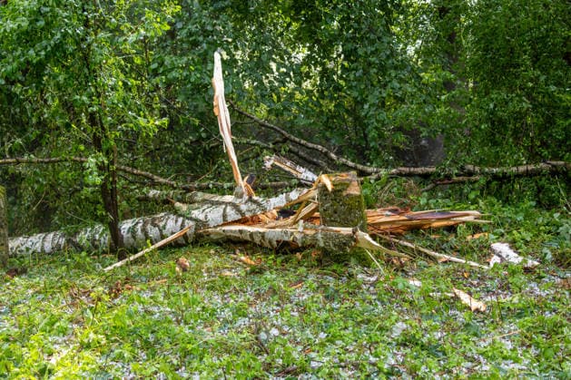 Unwetter in Neckartenzlingen, Ein schweres Unwetter mit heftigem Hagel ist über Neckartenzlingen in Baden-Württemberg hinweggezogen. Innerhalb kurzer Zeit verwandelten dicke Hagelmassen Straßen, Wiesen und Gärten in eine nahezu vollständig weiße Landschaft. Gleichzeitig sorgten starke Sturmböen für umgestürzte Bäume und Behinderungen im Straßenverkehr. Einsatzkräfte waren im Einsatz, um Gefahrenstellen zu beseitigen und Verkehrswege wieder freizumachen. Neckartenzlingen Baden-Württemberg Deutschland Neckartenzlingen *** Severe Weather in Neckartenzlingen: A severe storm with heavy hail swept through Neckartenzlingen in Baden-Württemberg. Within a short time, large hailstones transformed streets, meadows, and gardens into an alm Copyright: x xonw-imagesx xDanielxKesslerx
