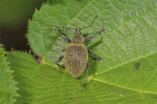 Creative Highlights World Ein Gefurchter Dickmaulrüssler (Otiorhynchus sulcatus) sitzt auf einem grünen Blatt und zeigt feine Texturen und Details, Baden-Württemberg, Deutschland A black vine weevil (Otiorhynchus sulcatus) perched on a green leaf, displaying fine textures and details, Baden-Württemberg, Germany Copyright: imageBROKER HansxLang ibxhlu18437616.jpg