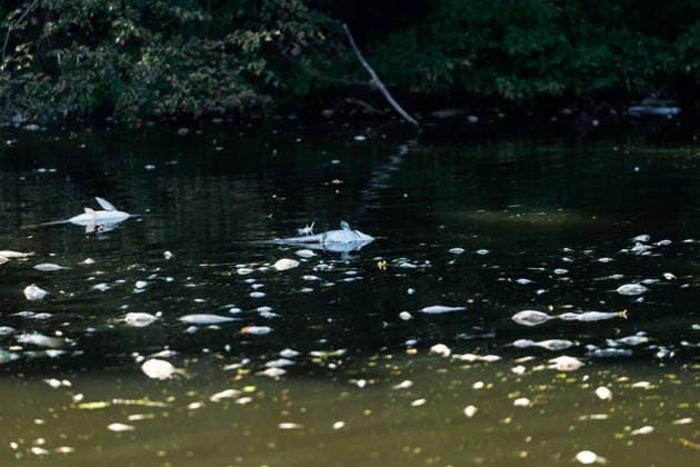 July 17, 2026, Lednice, South Moravia, Czech Republic: Dead fish are seen at the sluice where the Zamecka Dyje branch enters the Thaya River near Januv hrad, Czech Republic, on July 15, 2026. Emergency operations continued as a cyanobacteria bloom and critically low oxygen levels caused further fish mortality in parts of the Thaya River. Lednice Czech Republic - ZUMAc315 20260717_zsp_c315_001 Copyright: xMichaelxCabalx