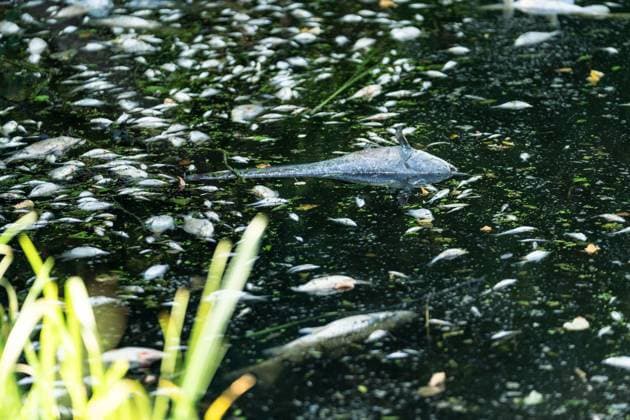 July 17, 2026, Lednice, South Moravia, Czech Republic: Dead fish are seen at the sluice where the Zamecka Dyje branch enters the Thaya River near Januv hrad, Czech Republic, on July 15, 2026. Emergency operations continued as a cyanobacteria bloom and critically low oxygen levels caused further fish mortality in parts of the Thaya River. Lednice Czech Republic - ZUMAc315 20260717_zsp_c315_004 Copyright: xMichaelxCabalx