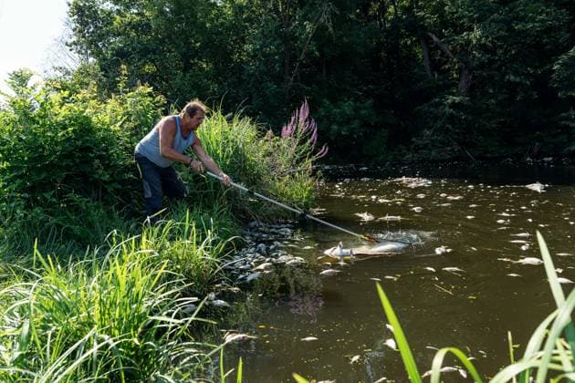 July 17, 2026, Lednice, South Moravia, Czech Republic: Workers remove dead fish from the sluice where the Zamecka Dyje branch enters the Thaya River near Januv hrad, Czech Republic, on July 15, 2026. Emergency operations continued as a cyanobacteria bloom and critically low oxygen levels caused further fish mortality in parts of the Thaya River. Lednice Czech Republic - ZUMAc315 20260717_zsp_c315_006 Copyright: xMichaelxCabalx