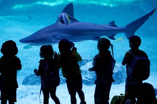 Nausicaa, Europe’s Largest Aquarium in Boulogne PHOTOPQR VOIX DU NORD JOHAN BEN AZZOUZ July 17, 2026 Boulogne-sur-Mer, July 17, 2026 Nausicaa, Europe’s largest aquarium, a driving force for tourism in the Boulogne region and the Côte d’Opale. The National Sea Center confirms its appeal with an annual average of around 900,000 visitors. PHOTO JOHAN BEN AZZOUZ LA VOIX DU NORD Boulogne-sur-Mer, France – Nausicaa, Europe’s largest aquarium, is home to more than 58,000 marine animals representing over 1,600 species. Combining immersive exhibitions with ocean conservation and scientific education, the National Sea Center welcomes hundreds of thousands of visitors every year. Nord France  Copyright: xPHOTOPQR VOIXxDUxNORD MAXPPPxJOHANxBENxAZZOUZx 20260717VDN3932 20260717VDN3932
