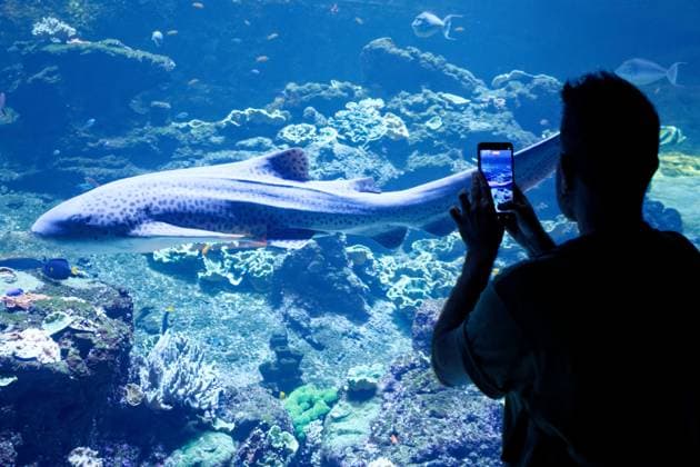 Nausicaa, Europe’s Largest Aquarium in Boulogne PHOTOPQR VOIX DU NORD JOHAN BEN AZZOUZ July 17, 2026 Boulogne-sur-Mer, July 17, 2026 Nausicaa, Europe’s largest aquarium, a driving force for tourism in the Boulogne region and the Côte d’Opale. The National Sea Center confirms its appeal with an annual average of around 900,000 visitors. PHOTO JOHAN BEN AZZOUZ LA VOIX DU NORD Boulogne-sur-Mer, France – Nausicaa, Europe’s largest aquarium, is home to more than 58,000 marine animals representing over 1,600 species. Combining immersive exhibitions with ocean conservation and scientific education, the National Sea Center welcomes hundreds of thousands of visitors every year. Nord France  Copyright: xPHOTOPQR VOIXxDUxNORD MAXPPPxJOHANxBENxAZZOUZx 20260717VDN3887 20260717VDN3887