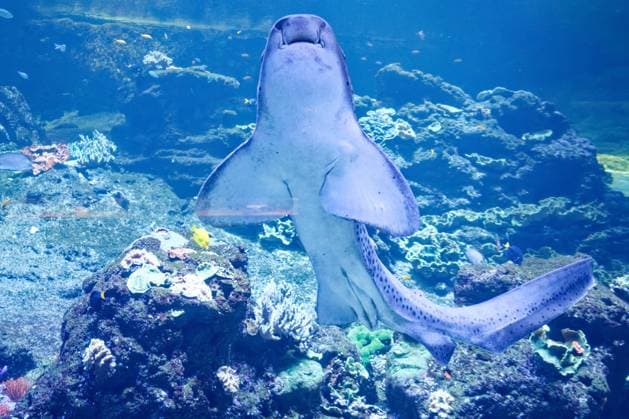 Nausicaa, Europe’s Largest Aquarium in Boulogne PHOTOPQR VOIX DU NORD JOHAN BEN AZZOUZ July 17, 2026 Boulogne-sur-Mer, July 17, 2026 Nausicaa, Europe’s largest aquarium, a driving force for tourism in the Boulogne region and the Côte d’Opale. The National Sea Center confirms its appeal with an annual average of around 900,000 visitors. PHOTO JOHAN BEN AZZOUZ LA VOIX DU NORD Boulogne-sur-Mer, France – Nausicaa, Europe’s largest aquarium, is home to more than 58,000 marine animals representing over 1,600 species. Combining immersive exhibitions with ocean conservation and scientific education, the National Sea Center welcomes hundreds of thousands of visitors every year. Nord France  Copyright: xPHOTOPQR VOIXxDUxNORD MAXPPPxJOHANxBENxAZZOUZx 20260717VDN3889 20260717VDN3889