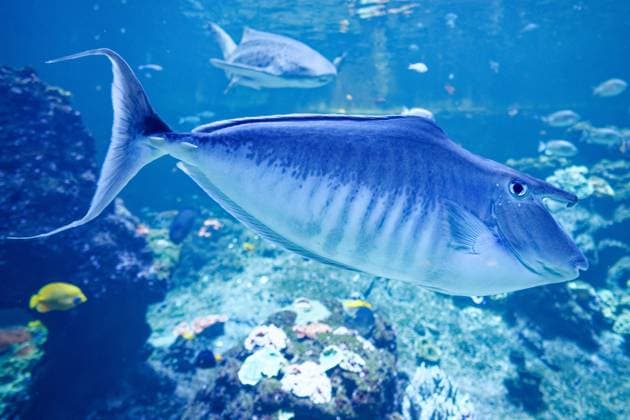 Nausicaa, Europe’s Largest Aquarium in Boulogne PHOTOPQR VOIX DU NORD JOHAN BEN AZZOUZ July 17, 2026 Boulogne-sur-Mer, July 17, 2026 Nausicaa, Europe’s largest aquarium, a driving force for tourism in the Boulogne region and the Côte d’Opale. The National Sea Center confirms its appeal with an annual average of around 900,000 visitors. PHOTO JOHAN BEN AZZOUZ LA VOIX DU NORD Boulogne-sur-Mer, France – Nausicaa, Europe’s largest aquarium, is home to more than 58,000 marine animals representing over 1,600 species. Combining immersive exhibitions with ocean conservation and scientific education, the National Sea Center welcomes hundreds of thousands of visitors every year. Nord France  Copyright: xPHOTOPQR VOIXxDUxNORD MAXPPPxJOHANxBENxAZZOUZx 20260717VDN3890 20260717VDN3890